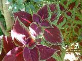 Coleus 1